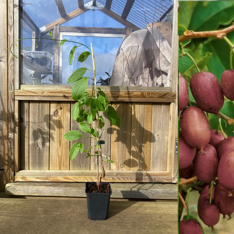 Minikiwi 'Ken's Red' Planta 30-60 cm (Actinidia arguta x melanandra)