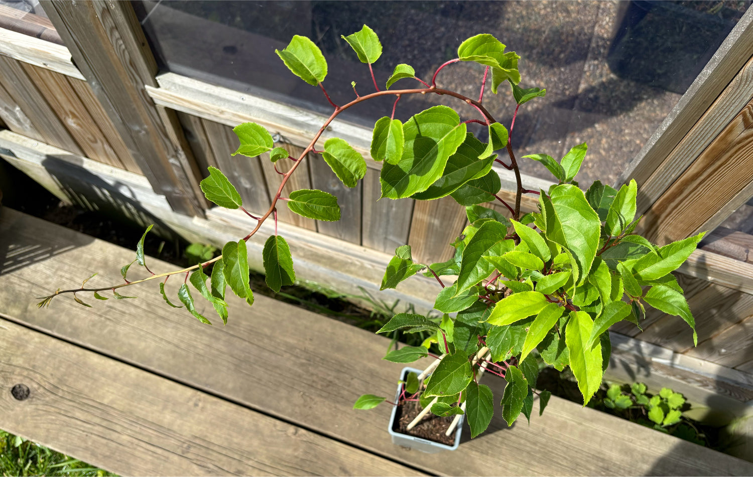 Minikiwi 'Weiki' Honplanta 50-60 cm (Actinidia arguta)