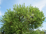 Vitt Mullbärsträd 80-100 cm (Morus alba)