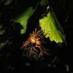 Tyrkisk Hassel, tre 80-100 cm (Corylus colurna)