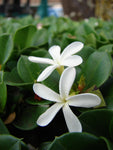 Natalplomme Plante 20-40 cm (Carissa macrocarpa)