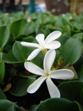Natalplomme Plante 20-40 cm (Carissa macrocarpa)