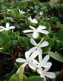 Natalplommon Planta 20-40 cm (Carissa macrocarpa)
