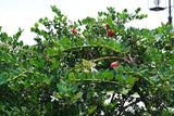 Natalplommon (Carissa macrocarpa)