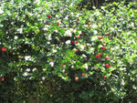 Natalplommon Planta 20-40 cm (Carissa macrocarpa)