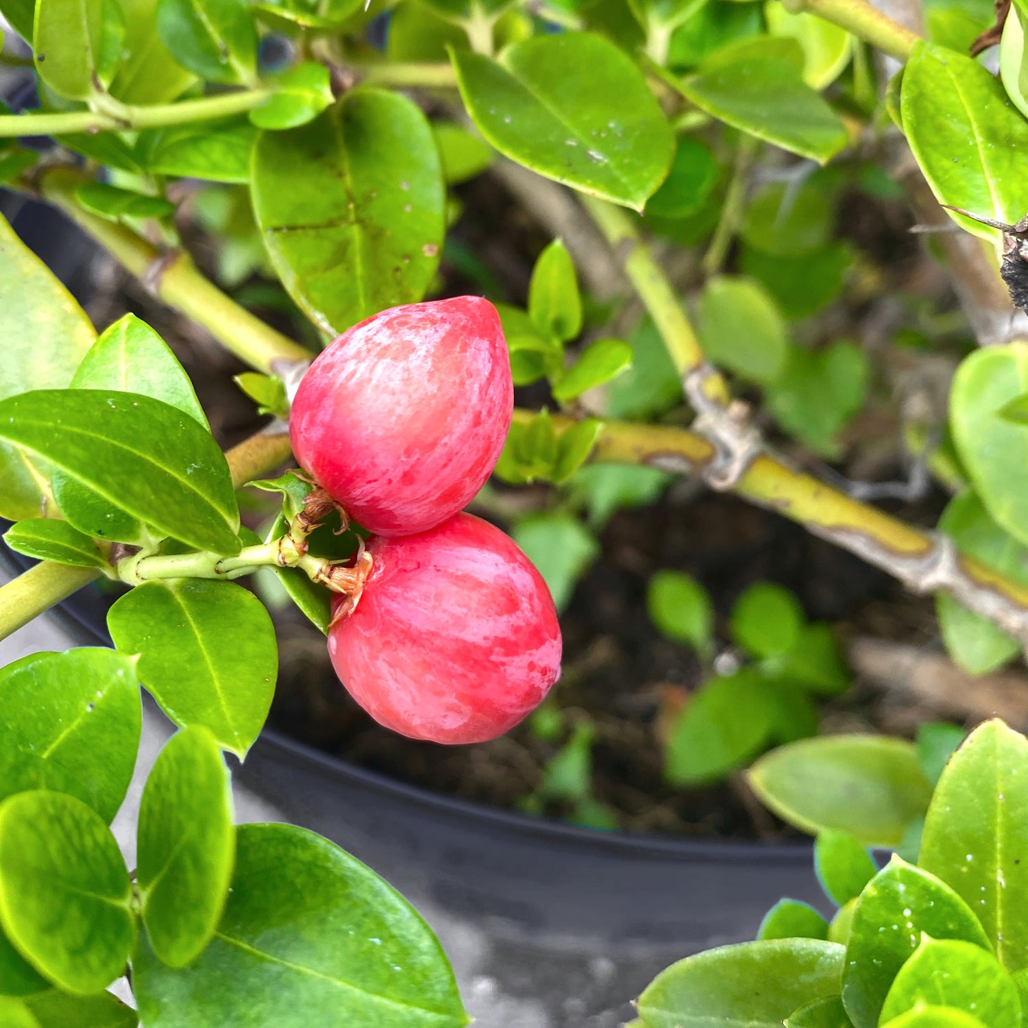 Natalplommon (Carissa macrocarpa)