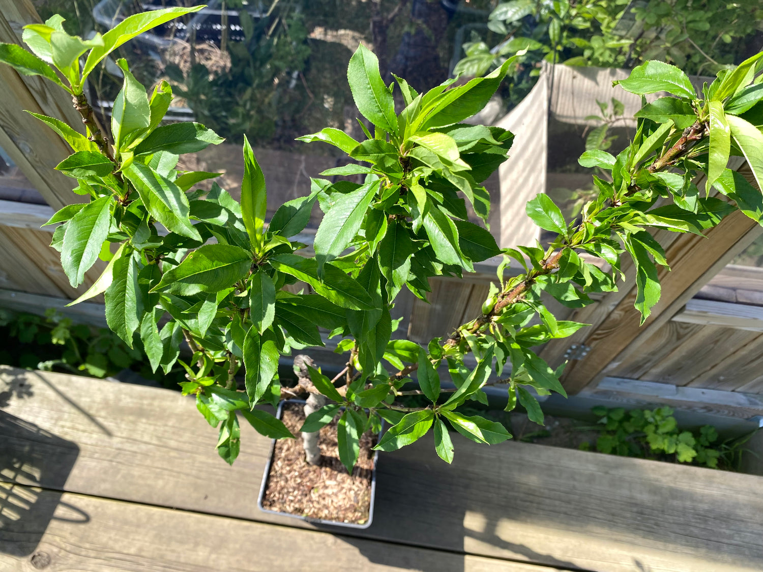 Nektarin Träd 80-100 cm C5 (Prunus persica var. nucipersica)