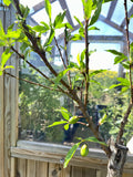Nektarin Träd 80-100 cm C5 (Prunus persica var. nucipersica)