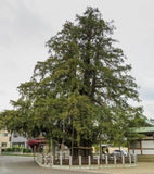 Torreyanöt / Japansk Torreya 40-60 cm (Torreya nucifera)