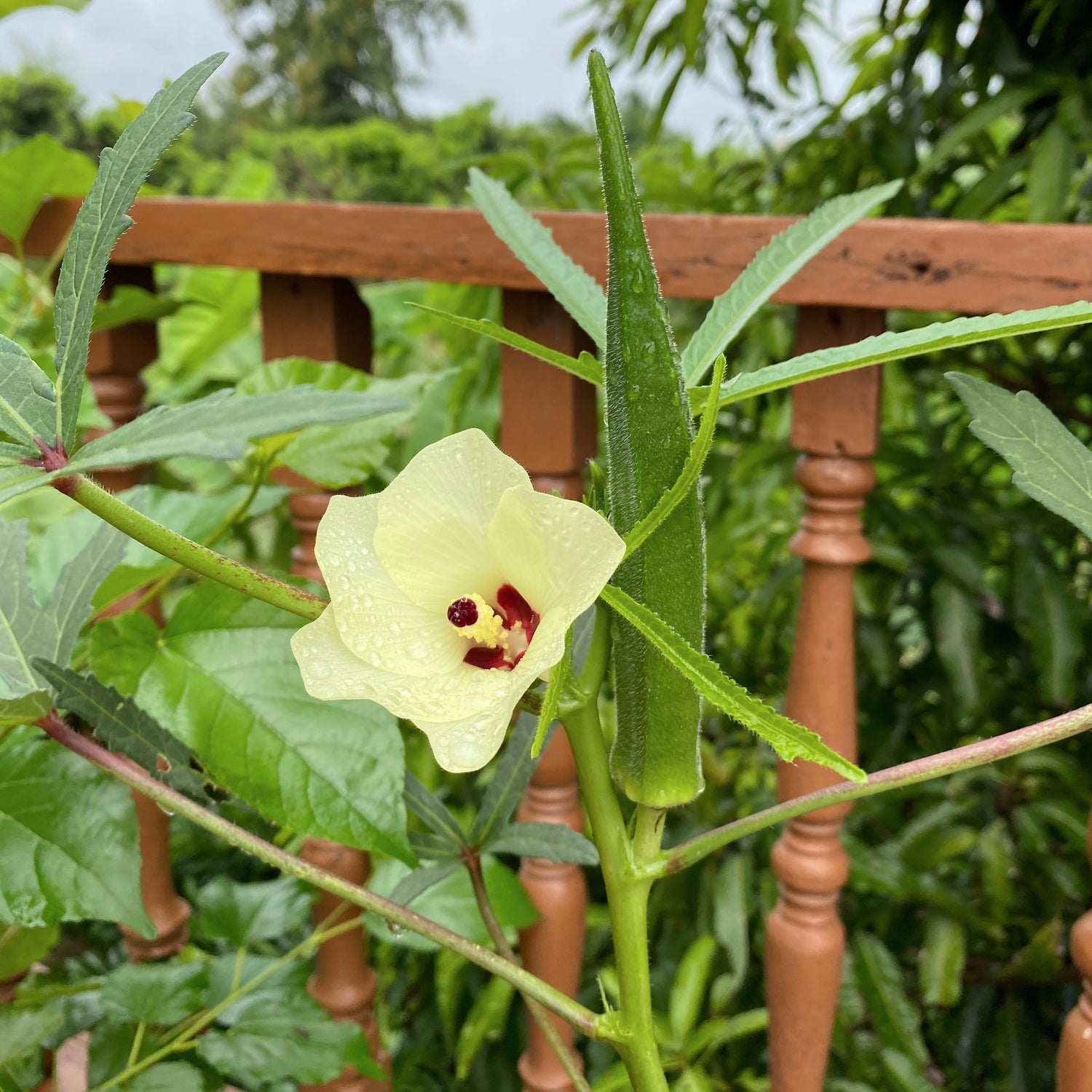 Okra (Abelmoschus esculentus)