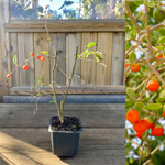 Oransje gojibær / Bukketorn 'Princess Tao' plante 20-40 cm (Lycium barbarum)