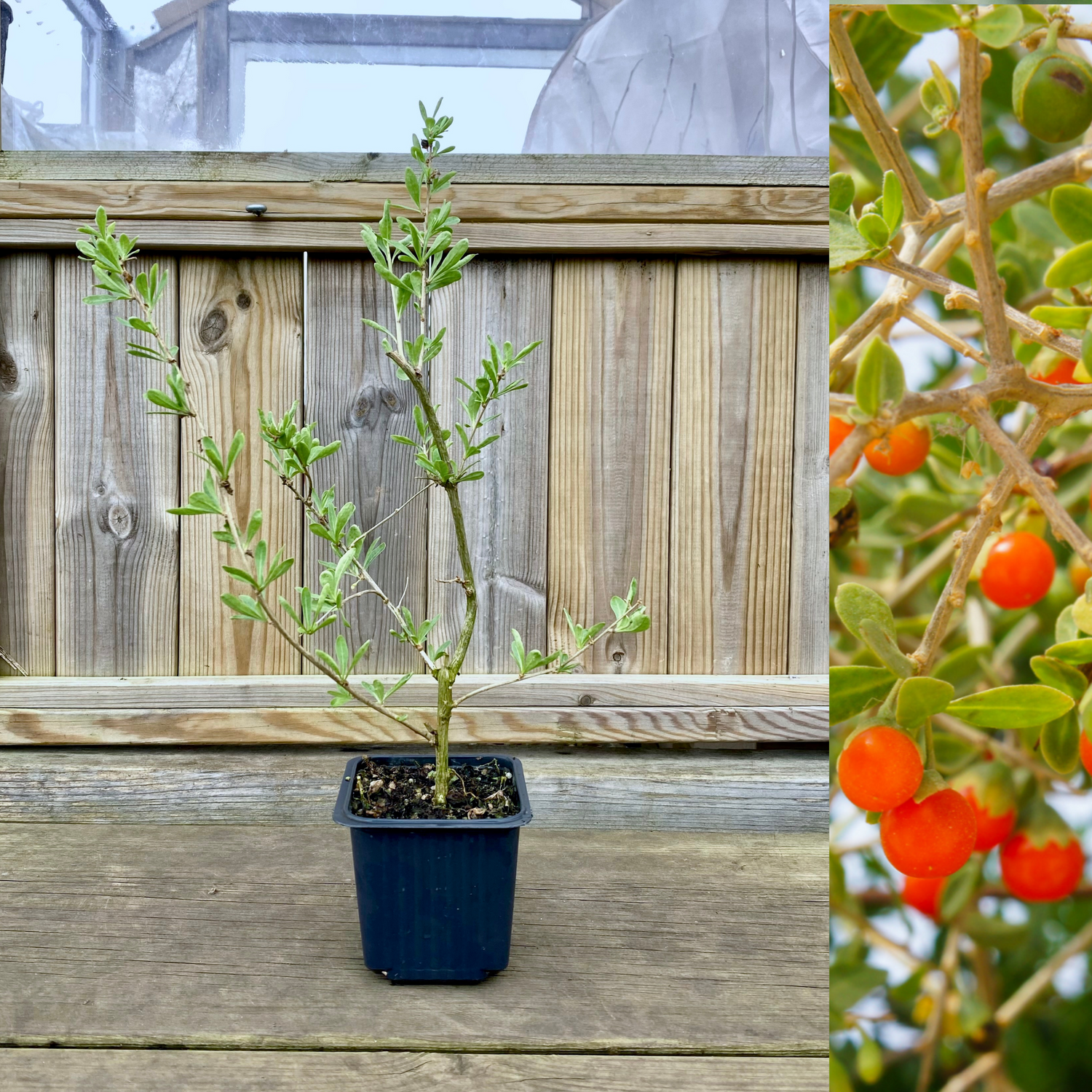 Orange Gojibär / Bocktörne 'Princess Tao' Planta 20-40 cm (Lycium barbarum)