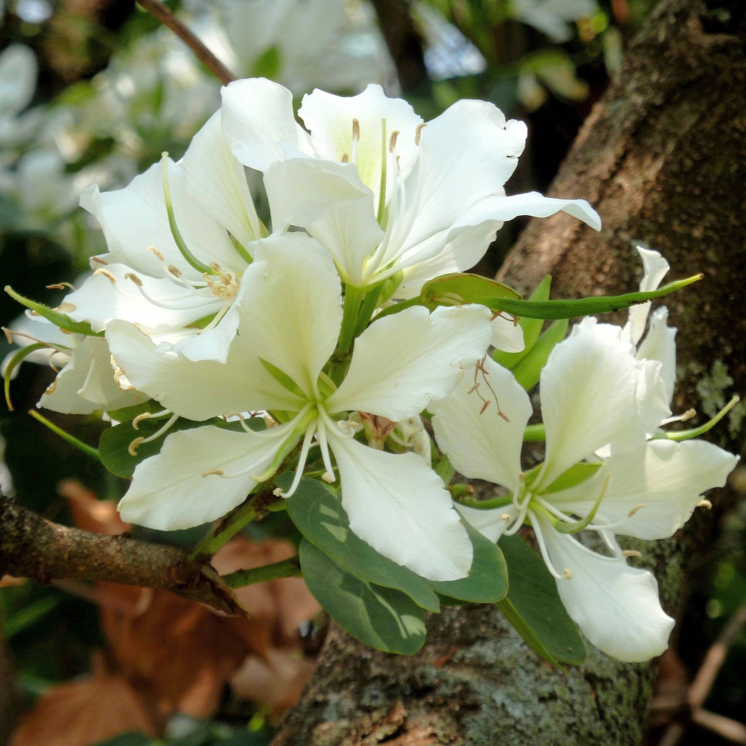 Orchid Tree 'Candida' (Bauhinia variegata)