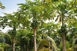 Papaya 'HOLLAND' Tree 30-50 cm (Carica papaya)