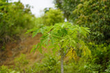 Papaya 'HOLLAND' Träd 30-50 cm (Carica papaya)