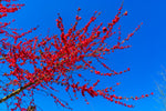 Persika 'Melred' Träd 80-100 cm C4 (Prunus persica)
