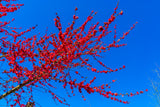 Persika 'Melred' Träd 80-100 cm C4 (Prunus persica)