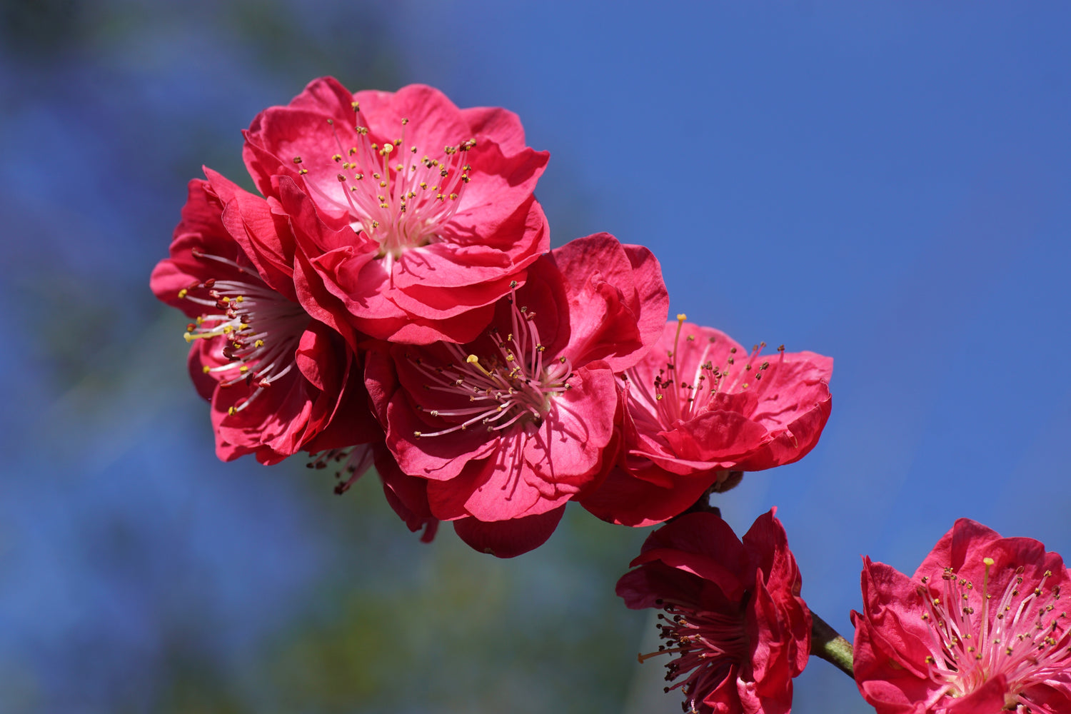 Persika 'Melred' Träd 80-100 cm C4 (Prunus persica)