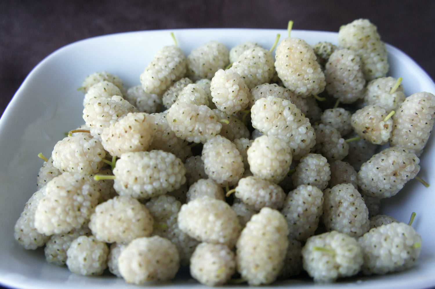 Hvidt morbærtræ 'White Berry' 175-200 cm (Morus alba)