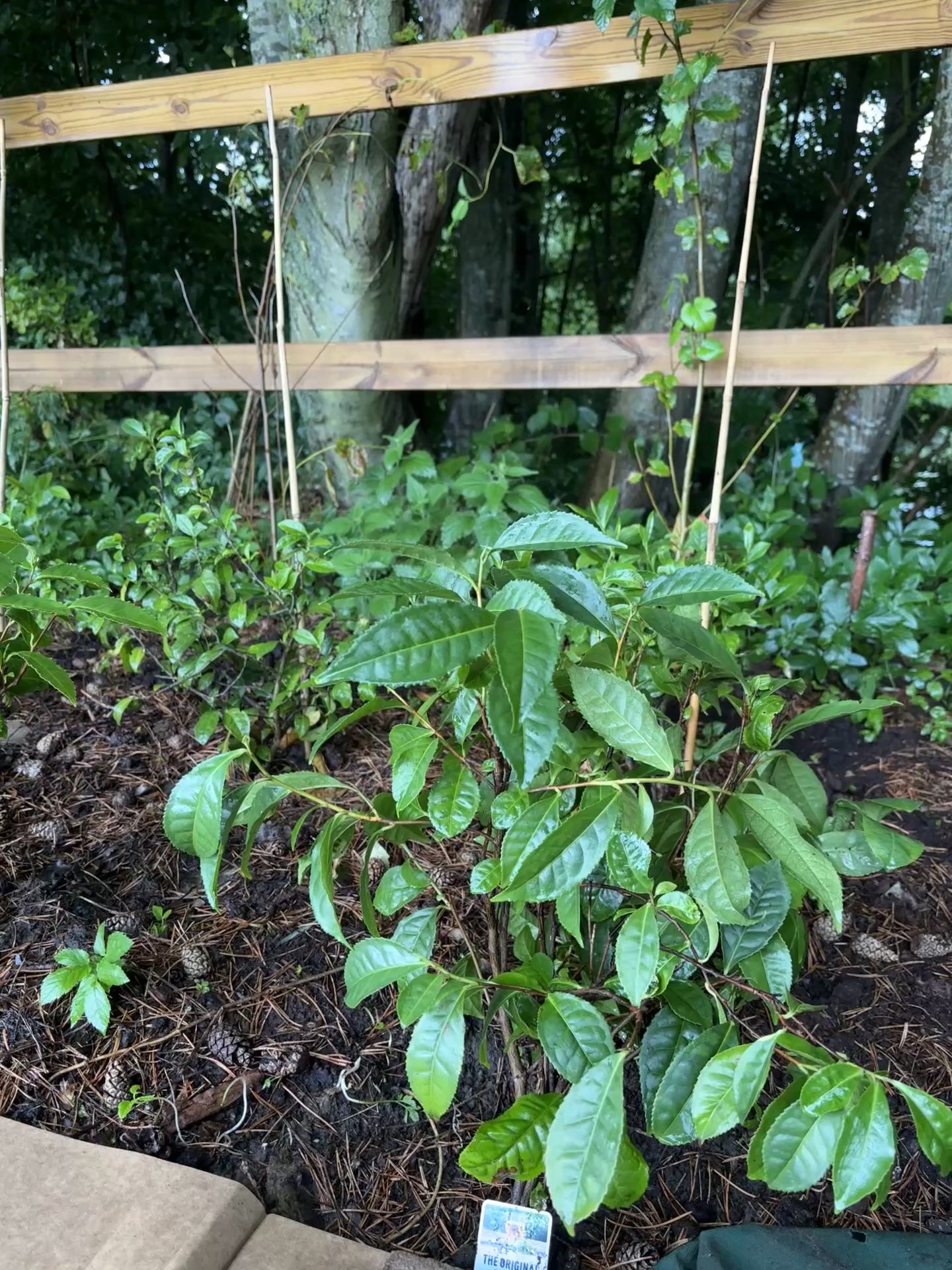 Tebusk (Camellia sinensis)