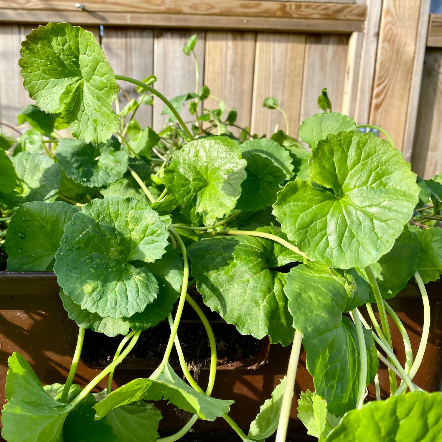 Gotu Kola / Pennywort (Centella asiatica)