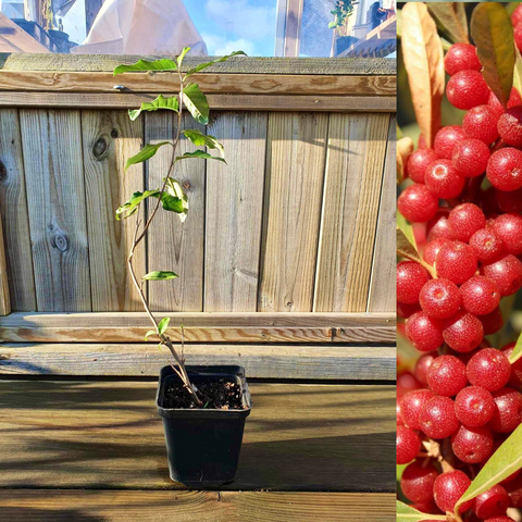 Röd Goumi / Japansk Silverbuske Pointilla® 'Sweet'N'Sour' 20-40 cm (Elaeagnus multiflora)