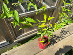 Röd Goumi / Japansk Silverbuske Pointilla® 'Sweet'N'Sour' 60-80 cm (Elaeagnus multiflora)