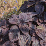 Rød Shiso / Purpurnesle (Perilla frutescens var. crispa)