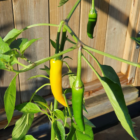 Chili Pepper 'Salvo' (Capsicum annuum)