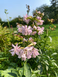 Common Soapwort (Saponaria officinalis)