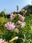 Sæbeagtige nelliker (Saponaria officinalis)