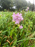 Såpnejlika Planta 20-30 cm (Saponaria officinalis)