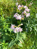 Common Soapwort (Saponaria officinalis)