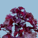 Röd Shiso / Bladmynta (Perilla frutescens var. crispa)