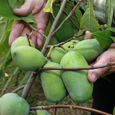 Asimina / Paw Paw 'Prima 1216' 50-60 cm (Asimina triloba)