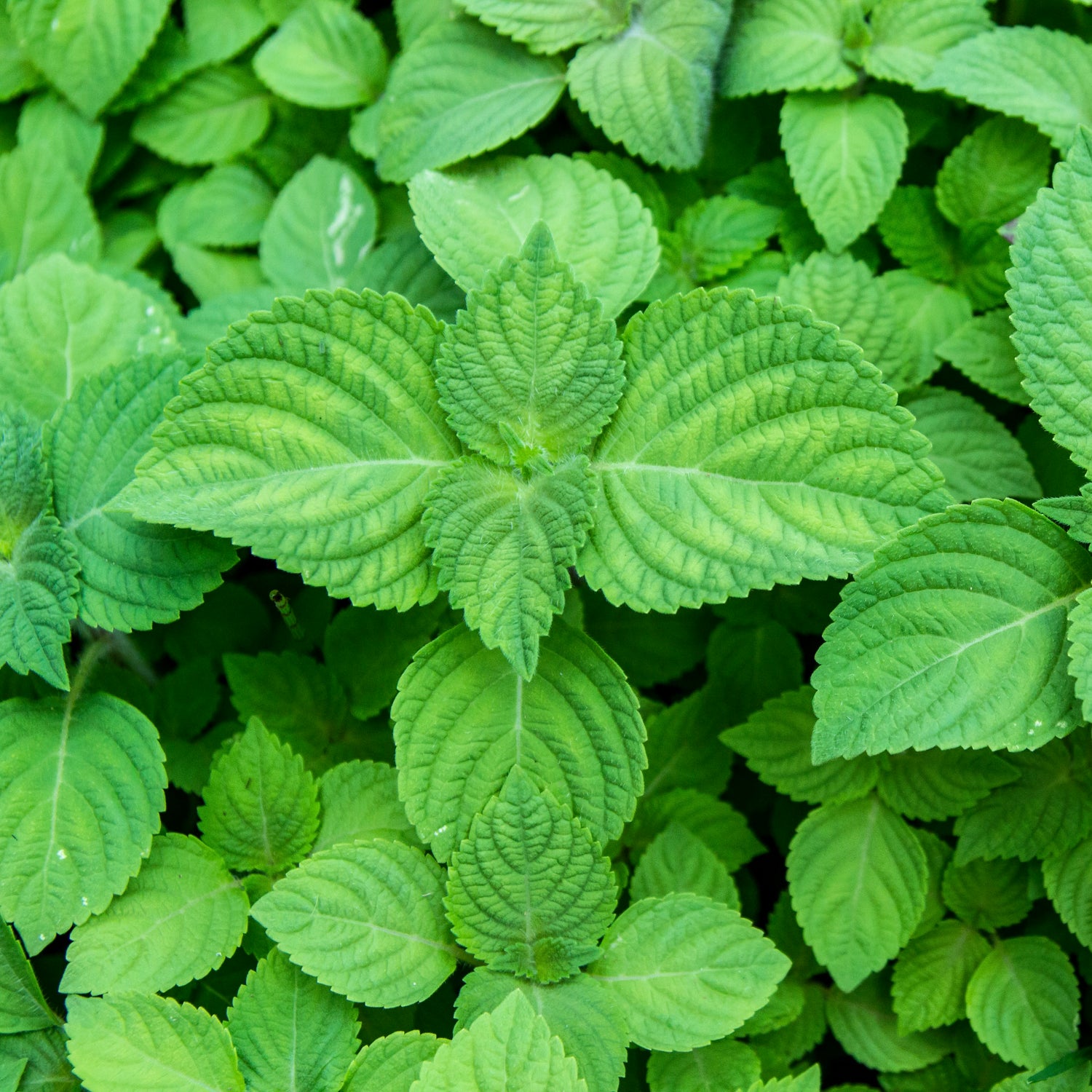 Grön Shiso / Bladmynta (Perilla frutescens)