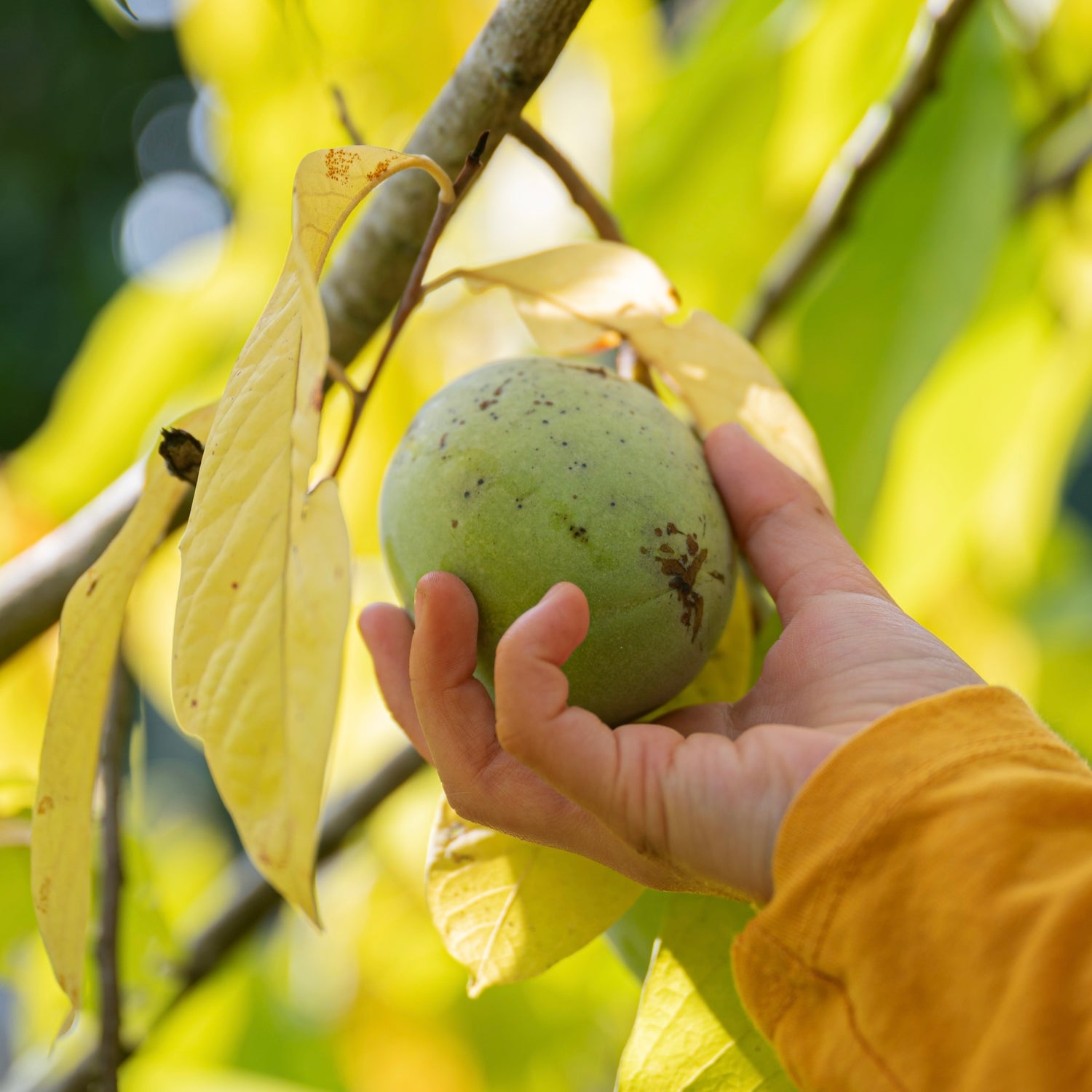 Asimina / Paw Paw 'Prima 1216' 50-60 cm (Asimina triloba)