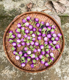 Purple Thai Eggplant 30-40 cm (Solanum melongena)