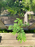 Silketræ 50-80 cm (Albizia julibrissin)