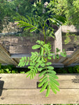 Persisk Silketre 40-60 cm (Albizia julibrissin)