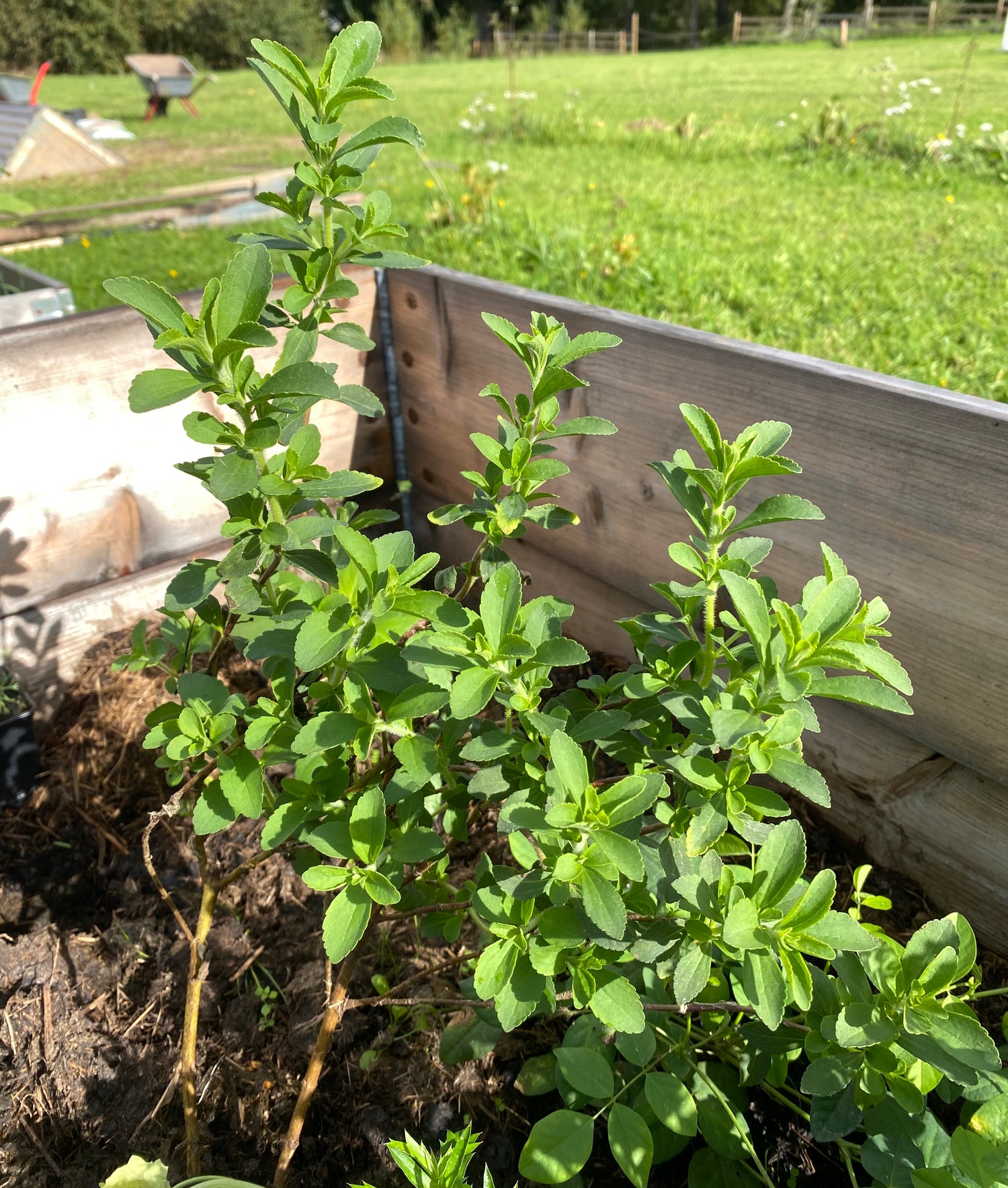 Stevia / Sukkerblad Plante 30-40 cm (Stevia rebaudiana)