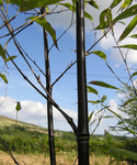 Bambu Ätbar & Härdig: Svartbambu 40-250 cm (Phyllostachys nigra)
