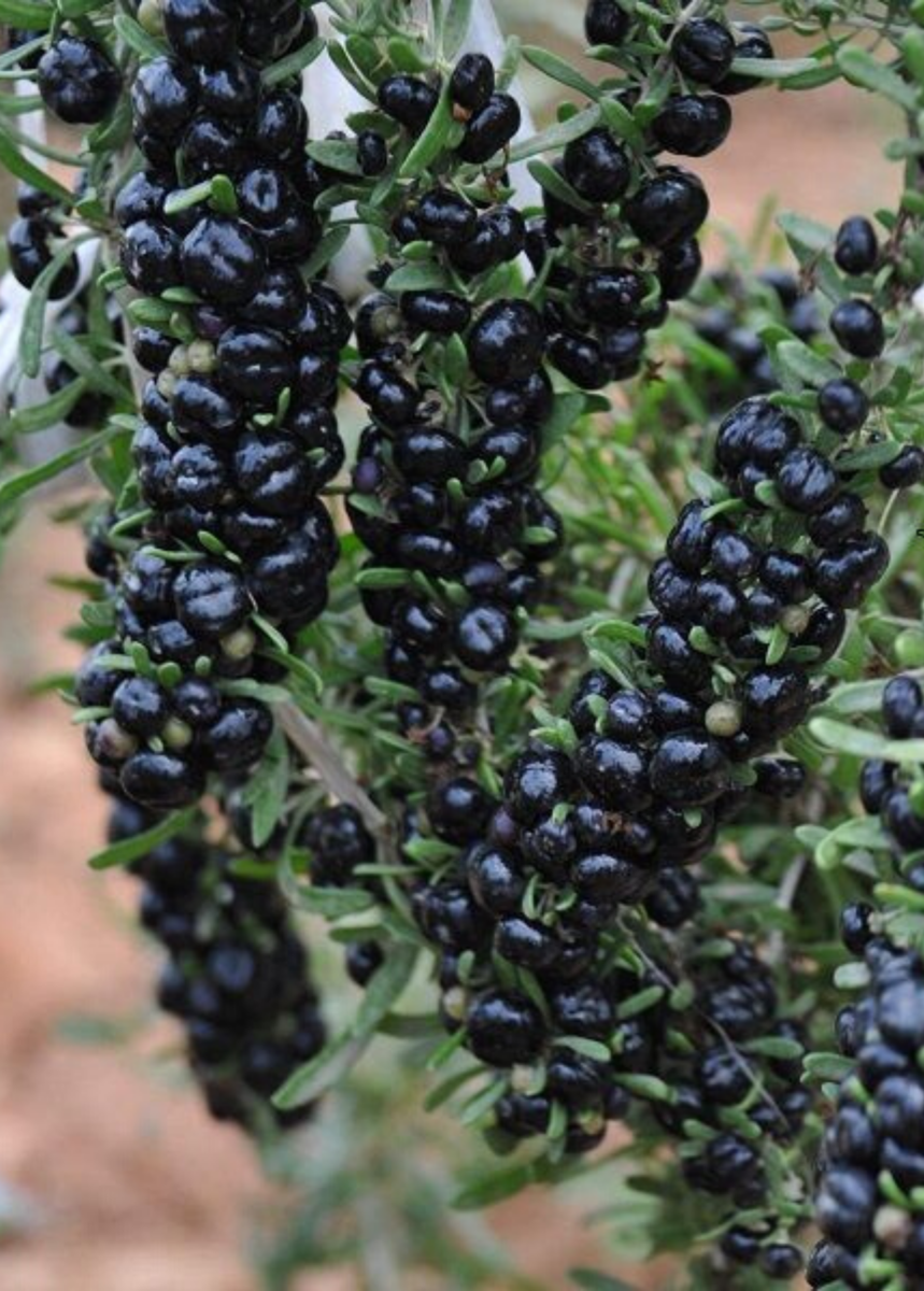 Svart Gojibär / Bocktörne Planta 10-20 cm (Lycium ruthenicum)