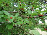 Svart Morbærtre 60-90 cm (Morus nigra)
