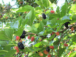 Black Mulberry Tree 60-90 cm (Morus nigra)