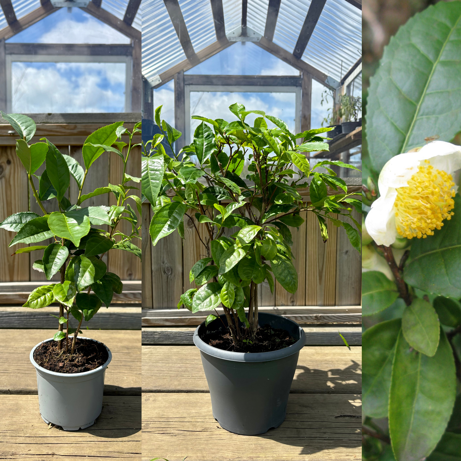 Tea Plant (Camellia sinensis)