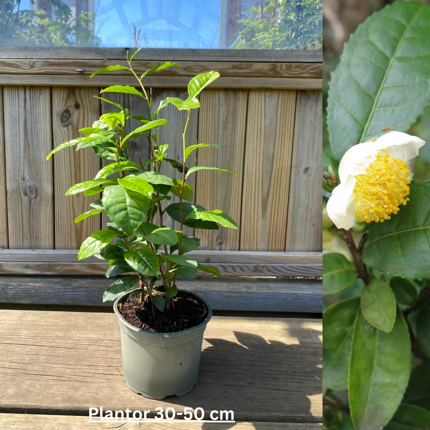 Tea Plant (Camellia sinensis)