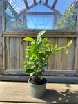 Teplante / Tetræ (Camellia sinensis)