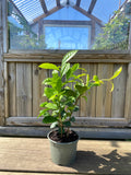 Tebuske / Teträd (Camellia sinensis) 2 & 3 år 30-70 cm