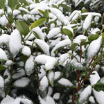 Tebuske Planta 30-50 cm (Camellia sinensis)